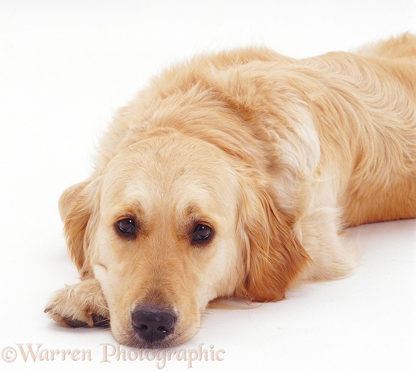 Golden Retriever with its chin on the ground, white background