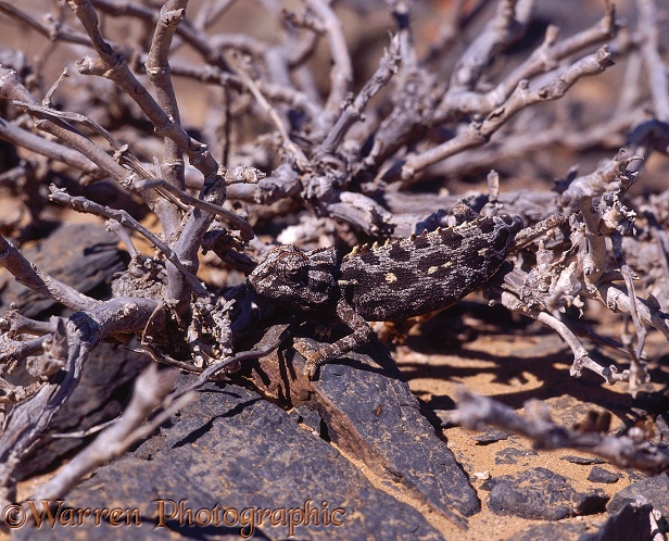 Namaqua Chameleon (Chamaeleo verrucosus) camouflaged in a dessicated bush, Namib Desert.  SW Africa