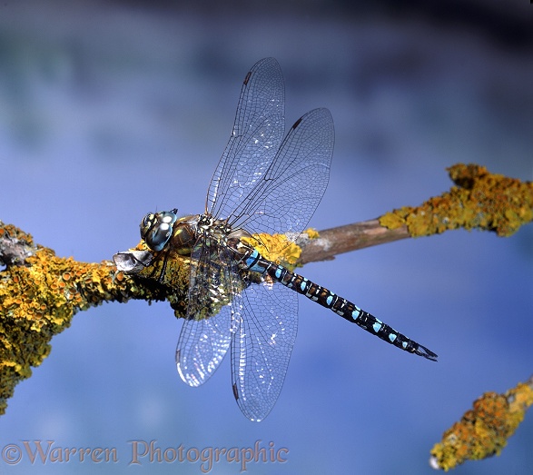 Common Hawker Dragonfly (Aeshna juncea) male resting on lichen-covered Elder.  Europe