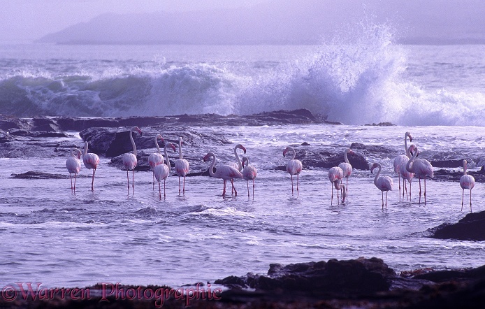 Greater Flamingos (Phoenicopterus roseus) on the southwest coast of Africa.  Europe, Africa