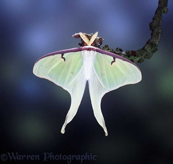 American Moon Moth (Actias luna)