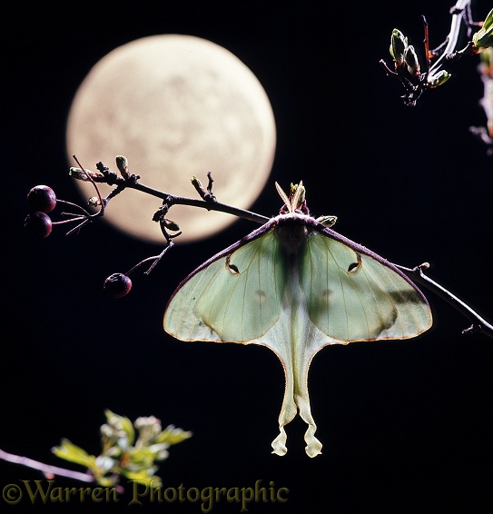 American Moon Moth (Actias luna) newly-emerged female