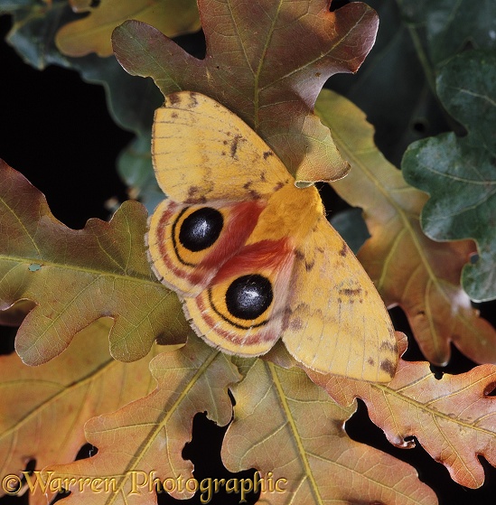 Bullseye Moth (Automeris io) shamming dead and displaying eye markings