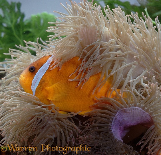 Clownfish (Amphiprion species) sheltering among the tentacles of its commensal anemone
