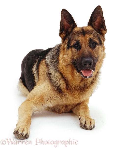 German Shepherd Dog Max lying down with head up, white background