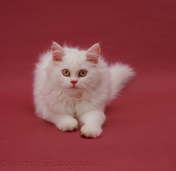 White Persian catten Tommy