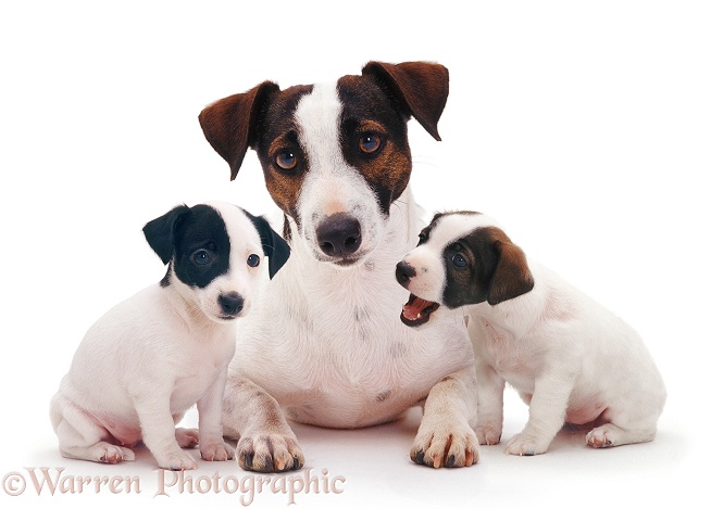 Jack Russell Terrier bitch with two pups, white background
