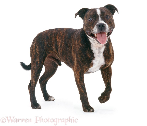 Staffordshire Bull Terrier Buster standing, white background