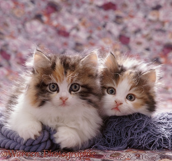 Tortoiseshell-and-white Persian cross kitten pair
