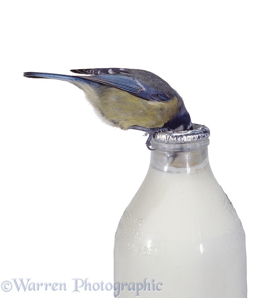 Blue Tit (Parus caeruleus) drinking cream from the top of a milk bottle.  Europe, white background