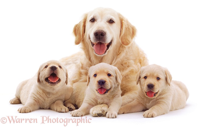Retriever mother and puppies, white background