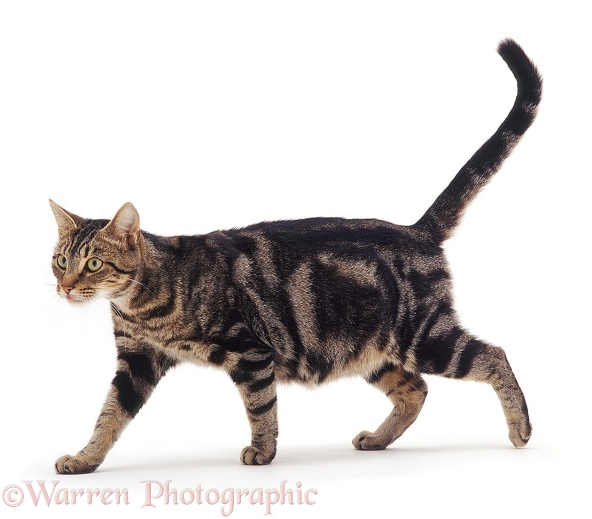 Pregnant classic or blotched tabby female cat Pumpkin walking, white background