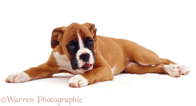 Boxer pup, Cleo, 11 weeks old, white background
