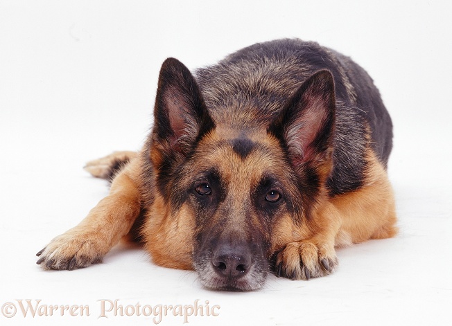 German Shepherd Dog Jet with his chin on the floor, white background