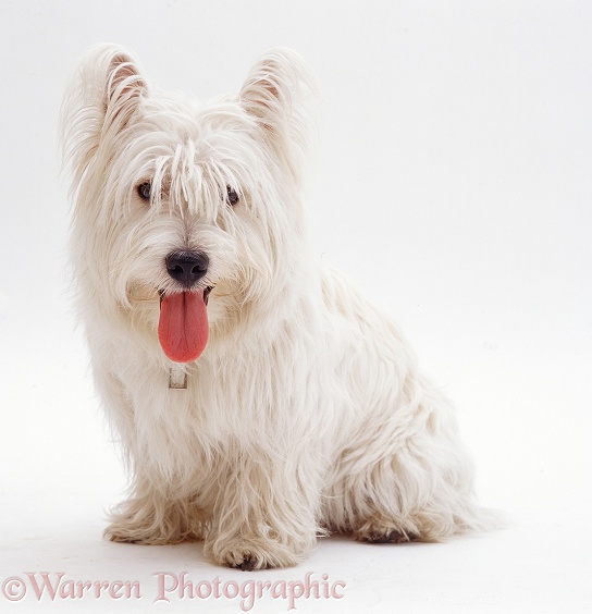 West Highland White Terrier dog, Alec, 10 months old, white background