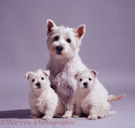 West Highland White Terrier bitch, Mayo with two of her pups, 7 weeks old