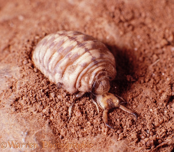 Ant Lion (Morter obscurus) larva showing jaws for capturing prey