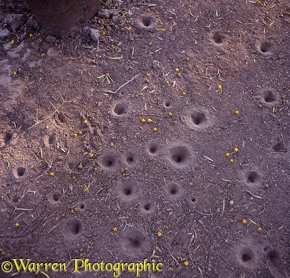 Ant lion pits under an Acacia tree.  East Africa
