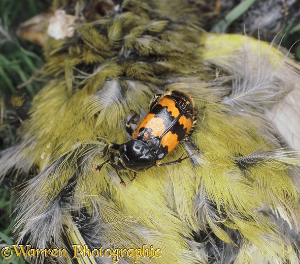Sexton Beetle (Necrophorus vespillo) on a dead Greenfinch