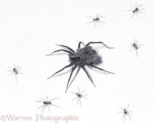 Meadow Spider (Pardosa amentata) female with her offspring, white background