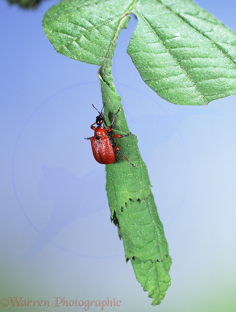 Hazel Roller Weevil (Apoderus coryli) on a rolled leaf