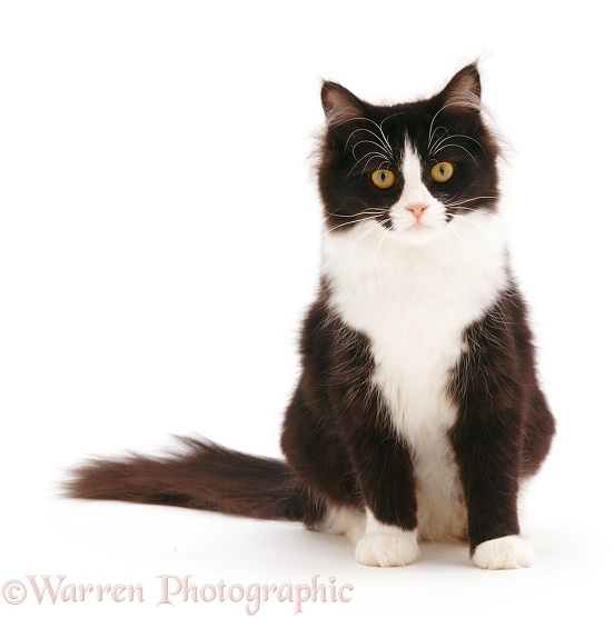 Black-and-white semi-longhaired female cat Flora, 6 months old, white background