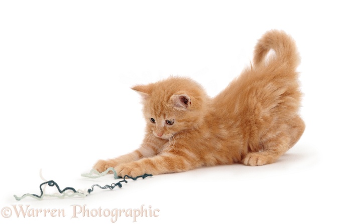 Fluffy ginger male kitten, 8 weeks old, playing with wool, white background