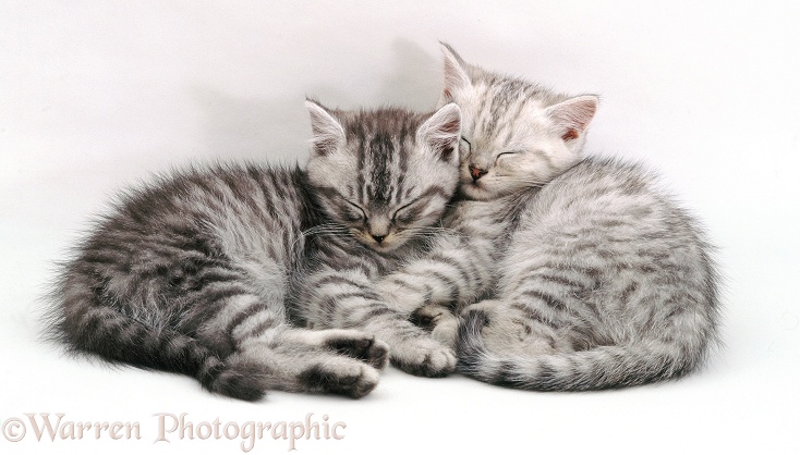 Sleeping silver tabby (Chinchilla x Persian) kittens. 8 weeks old, white background