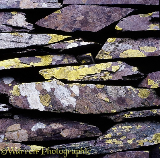 Slate stone wall with lichen.  Wales