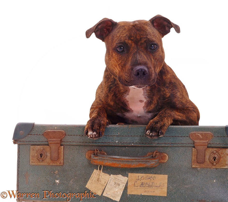 Brindle-and-white Staffordshire Bull Terrier bitch resting with paws over, on an old suitcase, white background