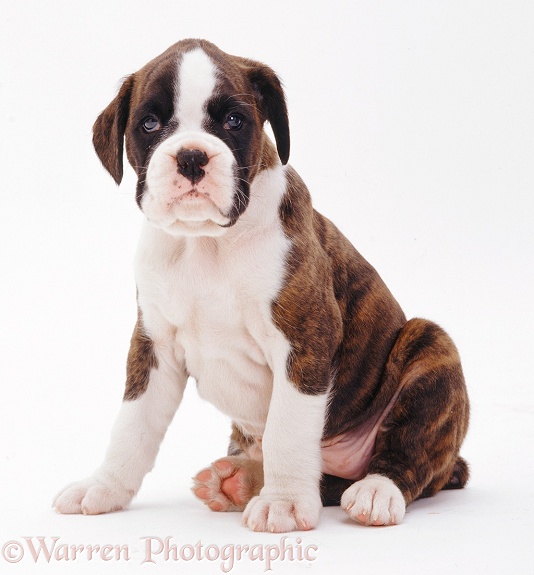 Brindle-and-white Boxer pup, 5 weeks old, white background