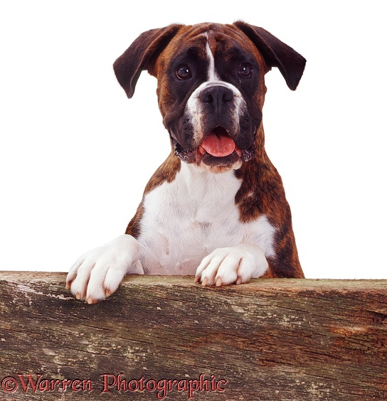 Mahogany brindle Boxer bitch Sophie with paws up on a fence, white background