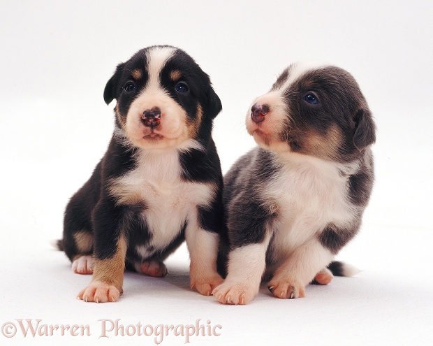 Two Border Collie pups, 3 weeks old, white background