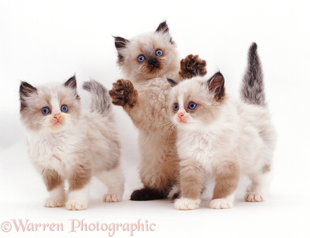 Three playful Birman-cross kittens, white background