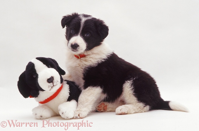 Black-and-white Border Collie pup Phoebe with Border Collie pup soft toy, white background