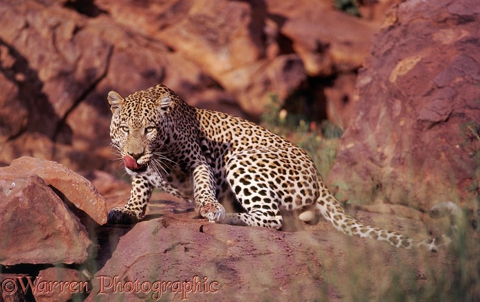 Leopard (Panthera pardus) male