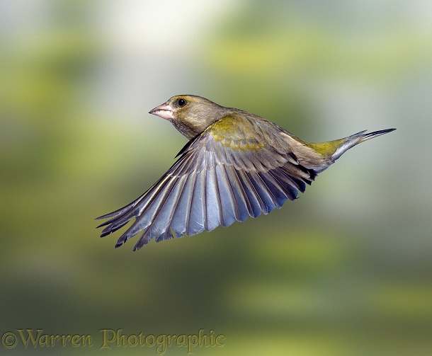 Greenfinch (Carduelis chloris)  male just after take-off