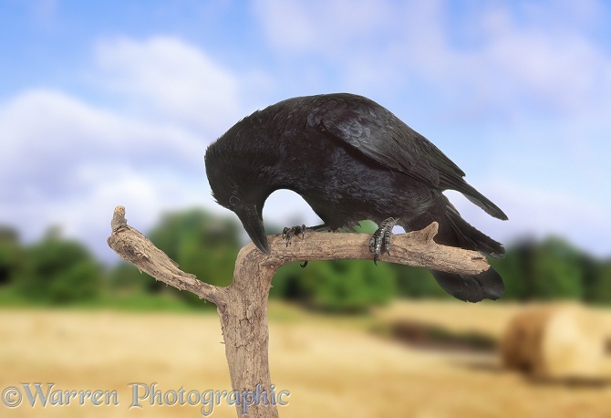 Carrion Crow (Corvus corone) wiping its beak.  Europe