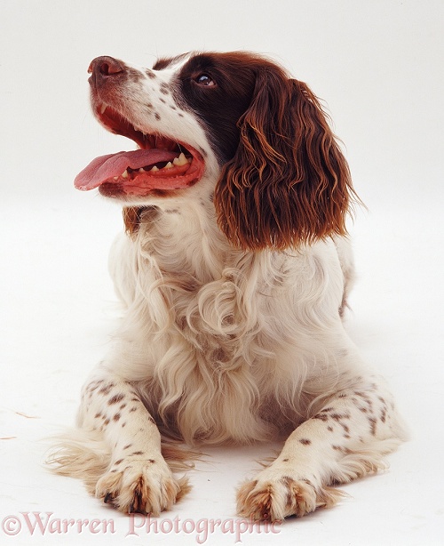 English Springer Spaniel dog, Rob, white background