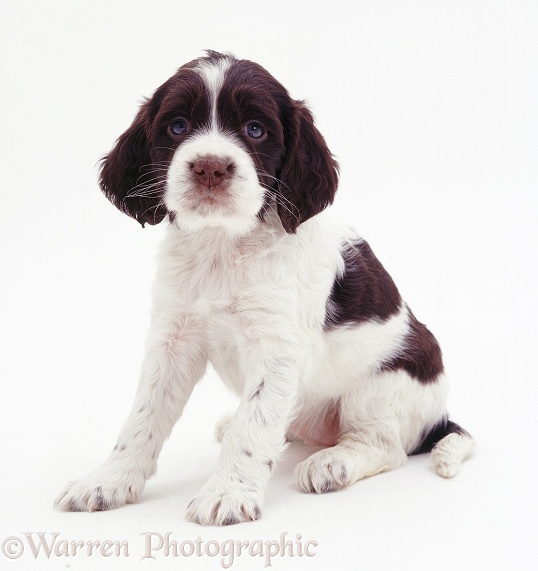 English Springer Spaniel pup, 6weeksold, white background
