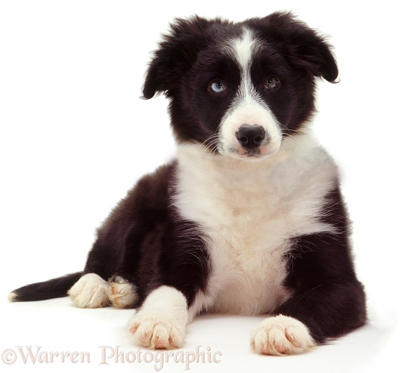 Border Collie pup, white background