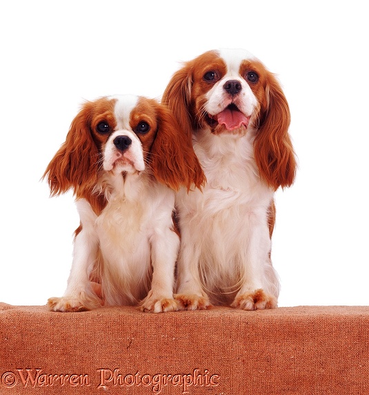 Blenheim Cavalier King Charles Spaniel mother Megan and daughter Poppy with feet up on a wall, white background