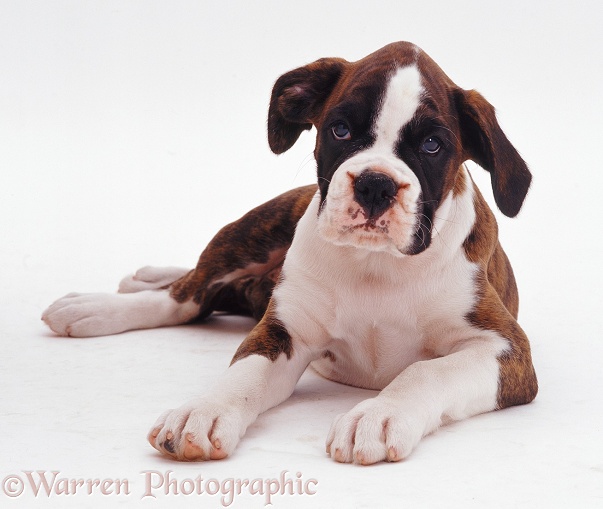 Brindle-and-white Boxer pup Carrey, 9 weeks old, lying down, white background
