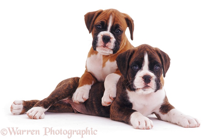 Red Boxer pup Bradley, 8 weeks old, with his brindle half brother Roonie, 7 weeks old, white background