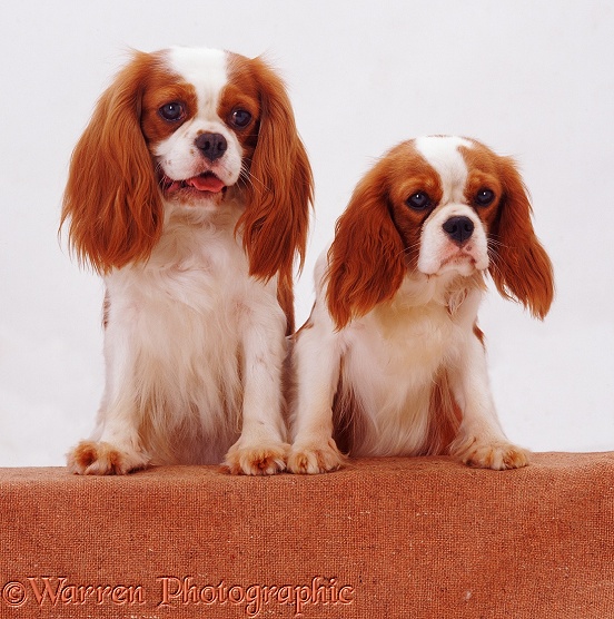 Blenheim Cavalier King Charles Spaniel mother Megan and daughter Poppy with feet up on a wall, white background
