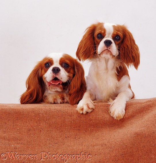 Blenheim Cavalier King Charles Spaniel mother Megan and daughter Poppy with feet up on a wall, white background