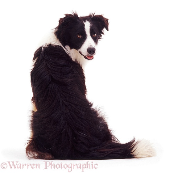 Black-and-white Border Collie dog Tai sitting, back view, looking over his shoulder, white background