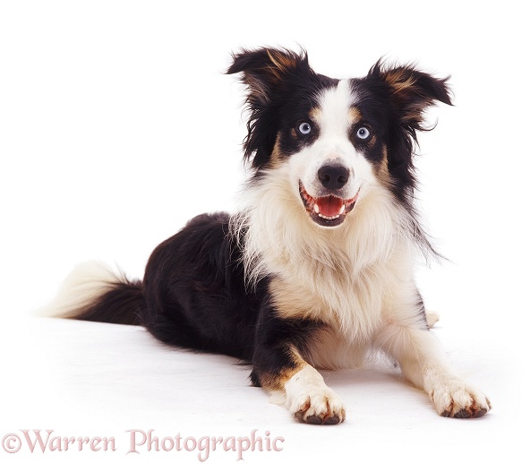 Tricolour Border Collie dog Baloo lying with head up, white background