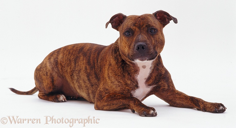 Staffordshire Bull Terrier bitch Blueberry lying, head up, white background