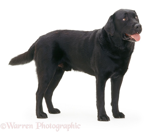 Black Labrador dog Murphy standing, tail wagging, white background